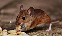 24 Hour & Emergency Exterminators in Salmon Creek, CA